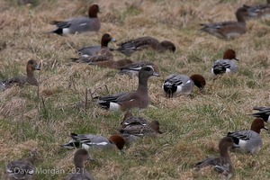 Drake American Wigeon. Slimbridge WWT. 28th February 2009
