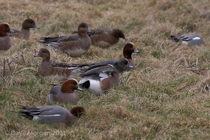 Drake American Wigeon. Slimbridge WWT. 28th February 2009