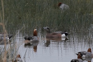 Drake American Wigeon. Slimbridge WWT. 28th February 2009