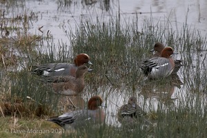 Drake American Wigeon. Slimbridge WWT. 28th February 2009