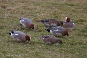 Drake American Wigeon. Slimbridge WWT. 28th February 2009
