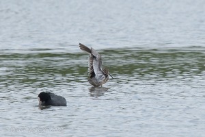 Long-billed Dowitcher. Slimbridge WWT. 1st August 2012