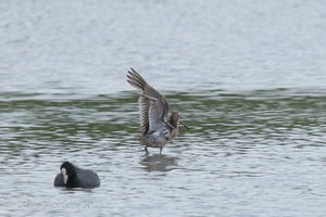 Long-billed Dowitcher. Slimbridge WWT. 1st August 2012