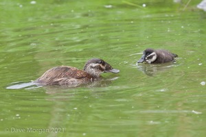 Long-billed Dowitcher. Slimbridge WWT. 1st August 2012