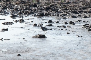 White-tailed Plover. Slimbridge WWT. 9th July 2010
