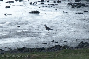 White-tailed Plover. Slimbridge WWT. 9th July 2010