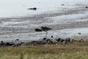 White-tailed Plover. Slimbridge WWT. 9th July 2010