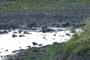 White-tailed Plover. Slimbridge WWT. 9th July 2010