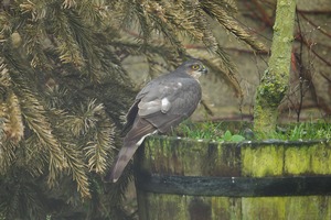 Garden Sparrowhawk. February 2016