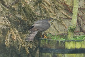 Garden Sparrowhawk. February 2016