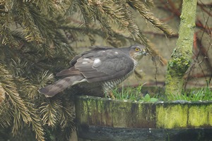 Garden Sparrowhawk. February 2016