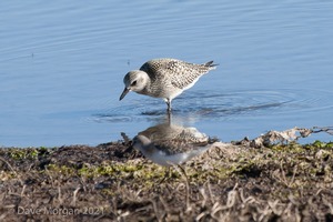 Titchwell RSPB. 19th October 2011