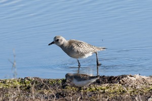 Titchwell RSPB. 19th October 2011