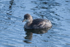 Titchwell RSPB. 19th October 2011