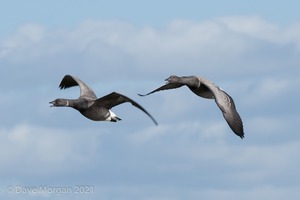 Titchwell RSPB. 19th October 2011