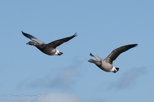 Titchwell RSPB. 19th October 2011