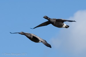 Titchwell RSPB. 19th October 2011