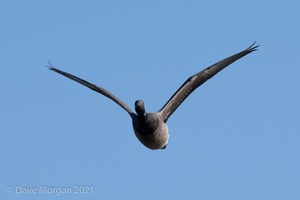 Titchwell RSPB. 19th October 2011