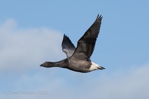 Titchwell RSPB. 19th October 2011