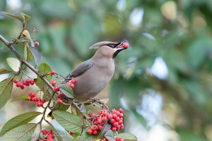 Waxwings. Abingdon. Oxon. 12th February 2010