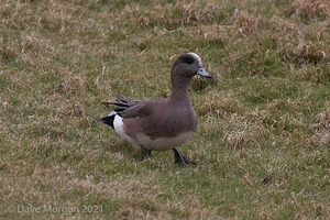 American Wigeon. Slimbridge WWT. 28th Feb