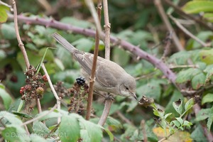 Barred Warbler. Salthouse, Norfolk. Sept 21st