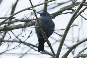 Blue Rock Thrush "Bert", Stow on the Wold 2016 & 2017