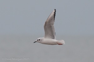 Bonaparte's Gull. Dawlish Warren. 17th Nov