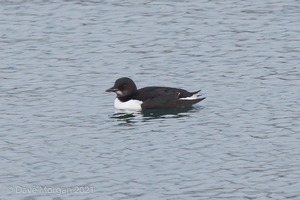 Brunnich's Guillemot. Portland Hbr, Dorset. 28th Dec