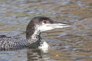 Great Northern Diver. Cheltenham. Glos. 2nd Feb