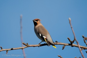 Waxwings. Cheltenham. Glos. 9th Dec