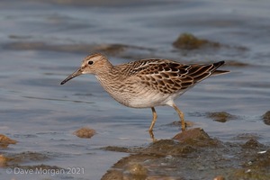 Pectoral Sandpiper Draycote Water. 20th Sept