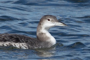 Farmoor Reservoir, Oxon 25th March 2016 