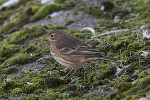 Buff-bellied Pipit. Farmoor Reservoir. 9th Oct