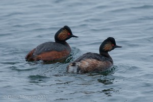 Black-necked Grebes. Farmoor Reservoir. 28th April