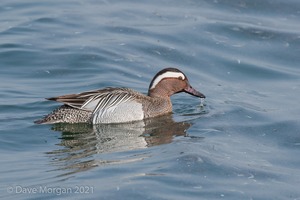Garganey. Farmoor Reservoir. Oxon. 28th March