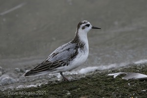 Grey Phalarope. Farmoor Reservoir. 29th Sept