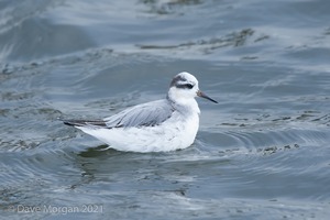 Grey Phalarope. Farmoor Reservoir. 21st Jan