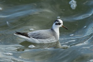 Grey Phalarope. Farmoor Reservoir. December 7th