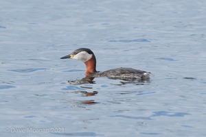 Red-necked Grebe. Farmoor Reservoir. 10th April