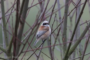 Penduline Tit, Gloucester. January 2018.