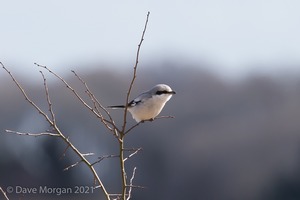 Great Grey Shrike, Cotswolds, March 2018 
