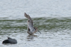 Long-billed Dowitcher. Slimbridge WWT. 1st Aug