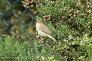 Melodious Warbler. Marsh Lane N/R. June 21st