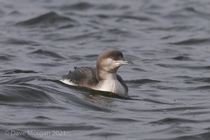 Pacific Diver. Llys-y-Fran Resv Pembrokeshire. 2nd Feb