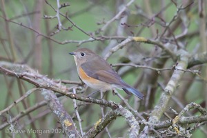 Red-flanked Bluetail, Marshfield, S.Glos. 13th Feb