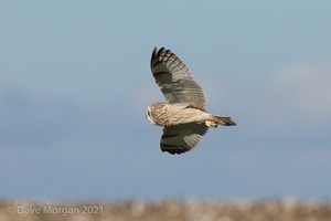 Short-eared Owl, Cotswolds, March 2017
