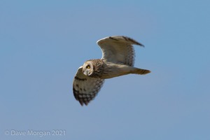 Short-eared Owl, Cotswolds, April 2019