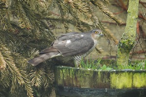 Garden Sparrowhawk. February 2016 