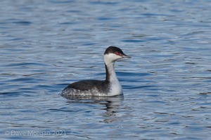 Slavonian Grebe. Witney. Oxon. 30th January